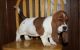 Basset Fauve de Bretagne Puppies for sale in Carlsbad, CA, USA. price: $600