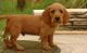 Basset Fauve de Bretagne Puppies for sale in Dallas, TX, USA. price: $500