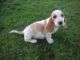 Basset Fauve de Bretagne Puppies for sale in Escondido, CA, USA. price: $500