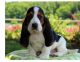 Basset Fauve de Bretagne Puppies for sale in Philadelphia, PA, USA. price: $250