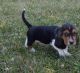 Basset Fauve de Bretagne Puppies for sale in Washington, VA 22747, USA. price: $400