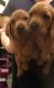 Basset Fauve de Bretagne Puppies for sale in Chicago, IL, USA. price: NA