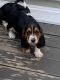 Basset Hound Puppies for sale in Clarksville, TN 37042, USA. price: $600