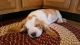 Basset Hound Puppies for sale in 11109 Queens Blvd, Forest Hills, NY 11375, USA. price: $645