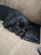 Basset Hound Puppies for sale in Woodbridge, CA 95258, USA. price: NA