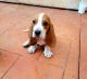 Basset Hound Puppies for sale in Escondido, CA, USA. price: $600