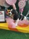 Basset Hound Puppies for sale in Silverdale, WA, USA. price: $1,800