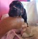 Basset Hound Puppies for sale in Sierra Vista, AZ, USA. price: $1,100