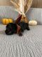 Basset Hound Puppies for sale in Buffalo, KY 42716, USA. price: NA