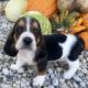 Basset Hound Puppies for sale in New York, NY, USA. price: $800