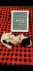 Basset Hound Puppies for sale in Summerville, GA 30747, USA. price: NA