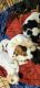 Basset Hound Puppies for sale in Dayton, OH, USA. price: $550