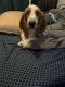 Basset Hound Puppies for sale in Unionville, VA 22567, USA. price: NA