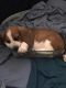 Basset Hound Puppies for sale in Pasco, WA 99301, USA. price: NA
