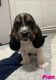 Basset Hound Puppies for sale in Fresno, CA, USA. price: $950