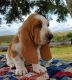 Basset Hound Puppies for sale in Oklahoma City, OK, USA. price: $800