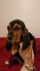Basset Hound Puppies for sale in Wilkesboro, NC, USA. price: $850