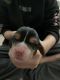 Basset Hound Puppies for sale in Clarksville, TN 37042, USA. price: $700