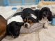 Basset Hound Puppies for sale in Nicholasville, KY 40356, USA. price: $1,000