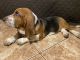 Basset Hound Puppies for sale in Mesa, AZ, USA. price: $600