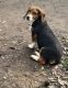 Basset Hound Puppies for sale in Rancho Cordova, CA, USA. price: $200