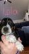 Basset Hound Puppies for sale in Mountain View, MO 65548, USA. price: $900