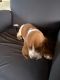 Basset Hound Puppies for sale in NC-49, Charlotte, NC, USA. price: $800