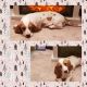 Basset Hound Puppies for sale in Milaca, MN 56353, USA. price: $850