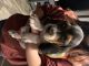 Basset Hound Puppies for sale in Clarksville, TN 37042, USA. price: $600