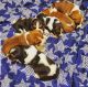 Basset Hound Puppies for sale in 203 US-1, Norlina, NC 27563, USA. price: $500