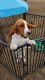 Basset Hound Puppies for sale in Robstown, TX 78380, USA. price: NA