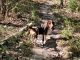 Basset Hound Puppies for sale in Farmington, MO 63640, USA. price: $100