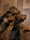 Basset Hound Puppies for sale in Campbellsville, KY 42718, USA. price: $1,000