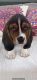 Basset Hound Puppies for sale in Garland, TX, USA. price: $900