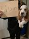 Basset Hound Puppies for sale in Stanton, MI 48888, USA. price: NA