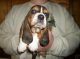 Basset Hound Puppies for sale in Edmonton Park Ln, Germantown, TN 38138, USA. price: $2,000
