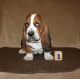 Basset Hound Puppies for sale in Liberal, MO 64762, USA. price: $1,200