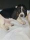 Basset Hound Puppies for sale in Los Angeles, CA, USA. price: $800