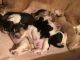 Basset Hound Puppies for sale in Tulsa, OK, USA. price: $500