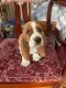 Basset Hound Puppies for sale in Queensbury, NY, USA. price: $700