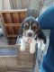 Basset Hound Puppies for sale in Tucson, AZ, USA. price: $400