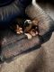 Basset Hound Puppies for sale in Monticello, IN 47960, USA. price: $600