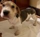 Basset Hound Puppies for sale in Columbus, OH, USA. price: $3,000