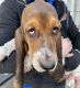 Basset Hound Puppies for sale in Lancaster, PA, USA. price: $1,000