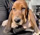 Basset Hound Puppies for sale in Lancaster, PA, USA. price: $1,000