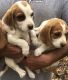 Basset Hound Puppies for sale in Dalton, GA, USA. price: NA