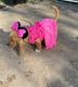 Basset Hound Puppies for sale in Houston, TX, USA. price: $2,200