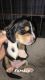 Basset Hound Puppies for sale in Alpine, CA, USA. price: $950