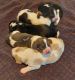 Basset Hound Puppies for sale in Peru, IN 46970, USA. price: $550