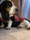 Basset Hound Puppies for sale in Martinez, CA 94553, USA. price: $1,000